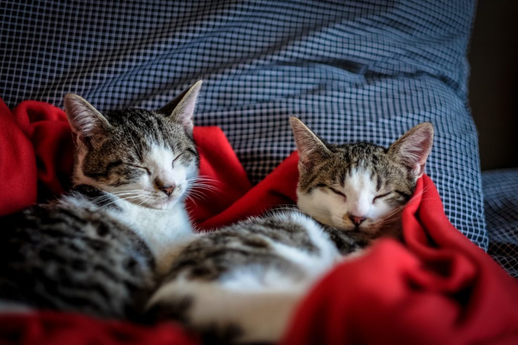 Fakta om katter - 2 søte katter som sover