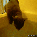 Katt faller i vannet