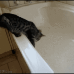 Gal katt i badekaret