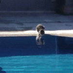 Katten slapper av ved bassenget