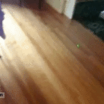 Gal etter laseren denne katten