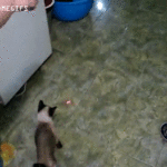 Edderkopp katt og laser