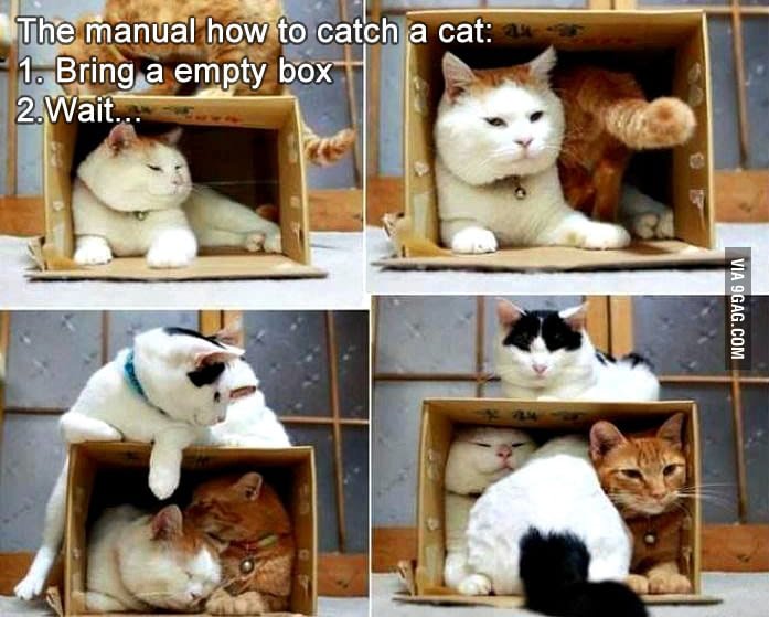 Morsomme katter som presser seg inn i pappesker