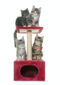 maine coon kitten on scratching post