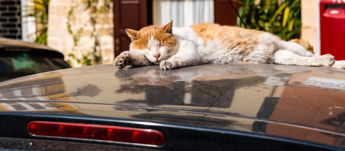 Cat resting on the hot roof of a car.