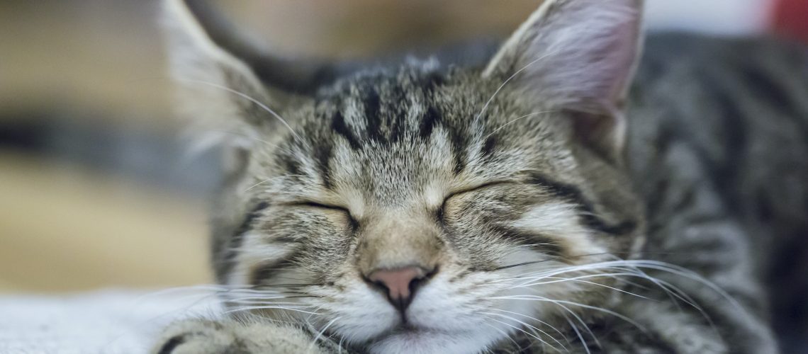 Portrait of sleeping cat