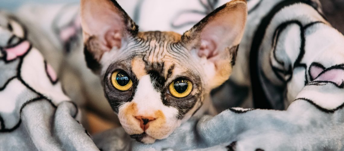 Hairess Sphynx Cat Kitten Snugly Wrapped In A Blanket. Cat Known For Its Lack Of Coat Fur.