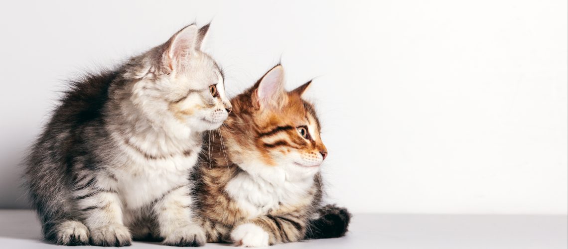 Siberian cats, portrait of two kittens from same litter looking to the side. White wall background. Purebred