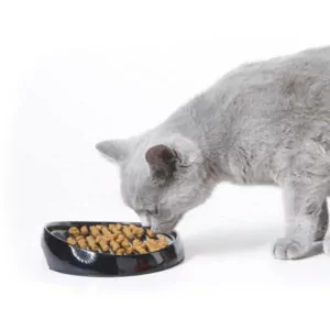 matskåler og vannskåler til kattunger